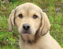 GALLIANO, Hund, Mischlingshund in Kroatien - Bild 5