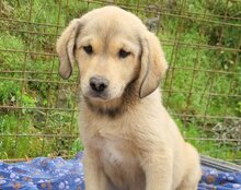 GALLIANO, Hund, Mischlingshund in Kroatien - Bild 6