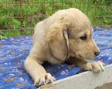GALLIANO, Hund, Mischlingshund in Kroatien - Bild 7