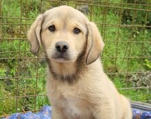 GALLIANO, Hund, Mischlingshund in Kroatien - Bild 9