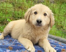 ATLAS, Hund, Mischlingshund in Kroatien