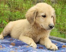 ATLAS, Hund, Mischlingshund in Kroatien - Bild 10