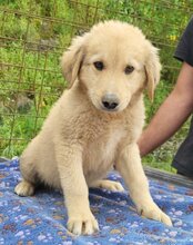 ATLAS, Hund, Mischlingshund in Kroatien - Bild 11