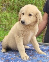 ATLAS, Hund, Mischlingshund in Kroatien - Bild 12
