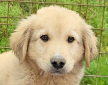 ATLAS, Hund, Mischlingshund in Kroatien - Bild 13