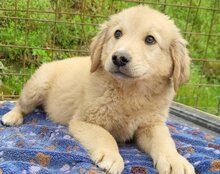 ATLAS, Hund, Mischlingshund in Kroatien - Bild 2