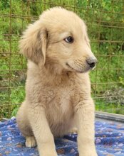 ATLAS, Hund, Mischlingshund in Kroatien - Bild 4