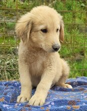 ATLAS, Hund, Mischlingshund in Kroatien - Bild 5