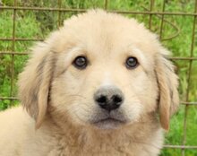 ATLAS, Hund, Mischlingshund in Kroatien - Bild 6
