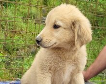 ATLAS, Hund, Mischlingshund in Kroatien - Bild 7