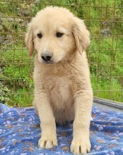 ATLAS, Hund, Mischlingshund in Kroatien - Bild 8