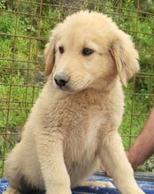 ATLAS, Hund, Mischlingshund in Kroatien - Bild 9