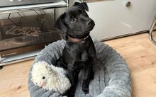 NERA, Hund, Mischlingshund in Berlin
