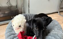 NERA, Hund, Mischlingshund in Berlin - Bild 2
