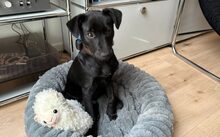 NERA, Hund, Mischlingshund in Berlin - Bild 3
