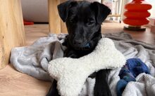 NERA, Hund, Mischlingshund in Berlin - Bild 4