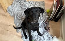 NERA, Hund, Mischlingshund in Berlin - Bild 5