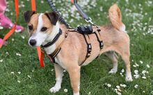 MIREILLE, Hund, Terrier-Mix in Friedrichsdorf
