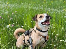 MIREILLE, Hund, Terrier-Mix in Friedrichsdorf - Bild 3