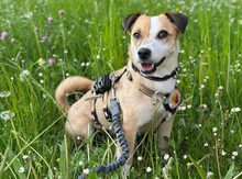 MIREILLE, Hund, Terrier-Mix in Friedrichsdorf - Bild 4