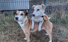 MIREILLE, Hund, Terrier-Mix in Friedrichsdorf - Bild 5