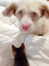 HOONEY, Hund, Malteser-Mix in Brakel - Bild 1