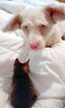 HOONEY, Hund, Malteser-Mix in Brakel - Bild 11