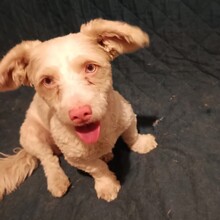 HOONEY, Hund, Malteser-Mix in Brakel - Bild 2