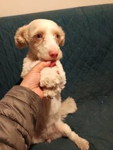 HOONEY, Hund, Malteser-Mix in Brakel - Bild 3