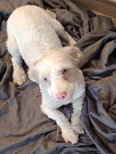 HOONEY, Hund, Malteser-Mix in Brakel - Bild 4