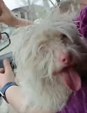 HOONEY, Hund, Malteser-Mix in Brakel - Bild 5