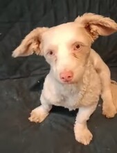 HOONEY, Hund, Malteser-Mix in Brakel - Bild 6