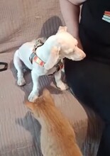 HOONEY, Hund, Malteser-Mix in Brakel - Bild 7