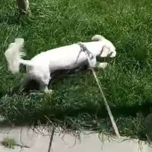 HOONEY, Hund, Malteser-Mix in Brakel - Bild 9