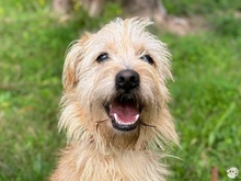 PEPE, Hund, Podengo-Mix in Cloppenburg - Bild 1