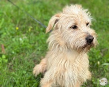 PEPE, Hund, Podengo-Mix in Cloppenburg - Bild 2