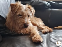 PEPE, Hund, Podengo-Mix in Cloppenburg - Bild 3