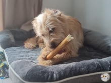PEPE, Hund, Podengo-Mix in Cloppenburg - Bild 5