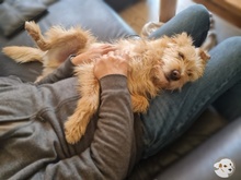 PEPE, Hund, Podengo-Mix in Cloppenburg - Bild 6