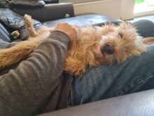 PEPE, Hund, Podengo-Mix in Cloppenburg - Bild 7