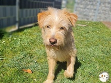 PEPE, Hund, Podengo-Mix in Cloppenburg - Bild 8