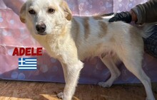 ADELE, Hund, Mischlingshund in Griechenland