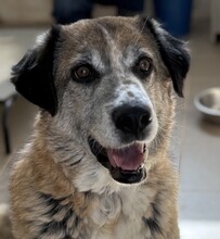 CLIFFORD, Hund, Mischlingshund in Rumänien