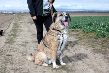 CLIFFORD, Hund, Mischlingshund in Rumänien - Bild 2