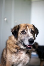 CLIFFORD, Hund, Mischlingshund in Rumänien - Bild 3