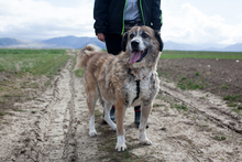 CLIFFORD, Hund, Mischlingshund in Rumänien - Bild 4