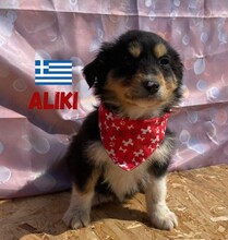 ALIKI, Hund, Mischlingshund in Griechenland
