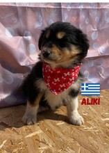ALIKI, Hund, Mischlingshund in Griechenland - Bild 2