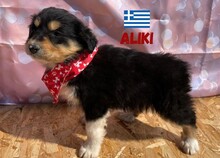 ALIKI, Hund, Mischlingshund in Griechenland - Bild 3