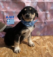 AJAX, Hund, Mischlingshund in Griechenland